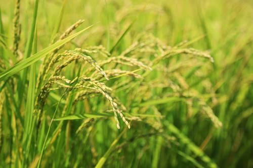 广东水稻产业大会：大力推动广东水稻产业绿色优质高效发展