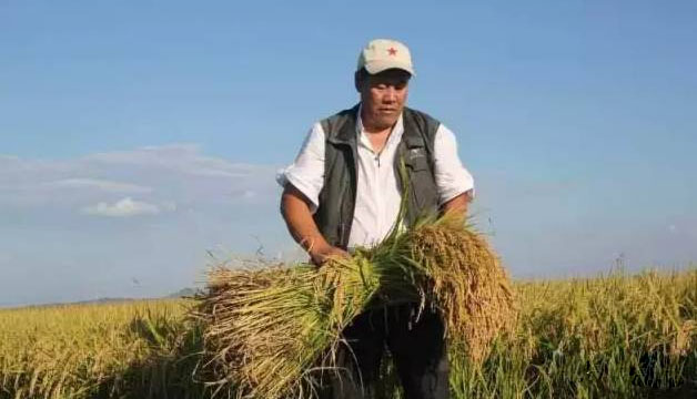 水稻穂上生芽的原因，预防措施及收割建议