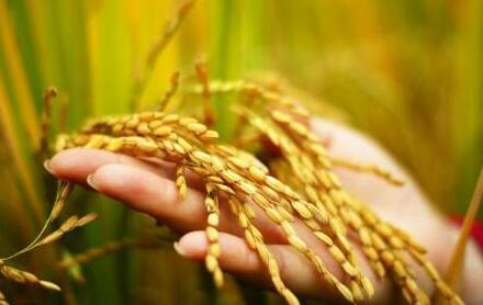 水稻种子品种太多了，如何才能挑到合适的种子？