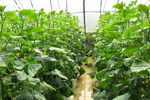 阴雨天气对大棚蔬菜生产的危害